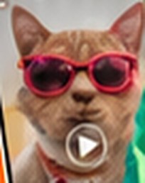 Exemplo de vídeo viral: gato de óculos